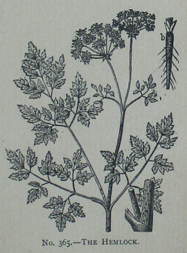 Picture_Natural_History_-_No_365_-_The_Hemlock